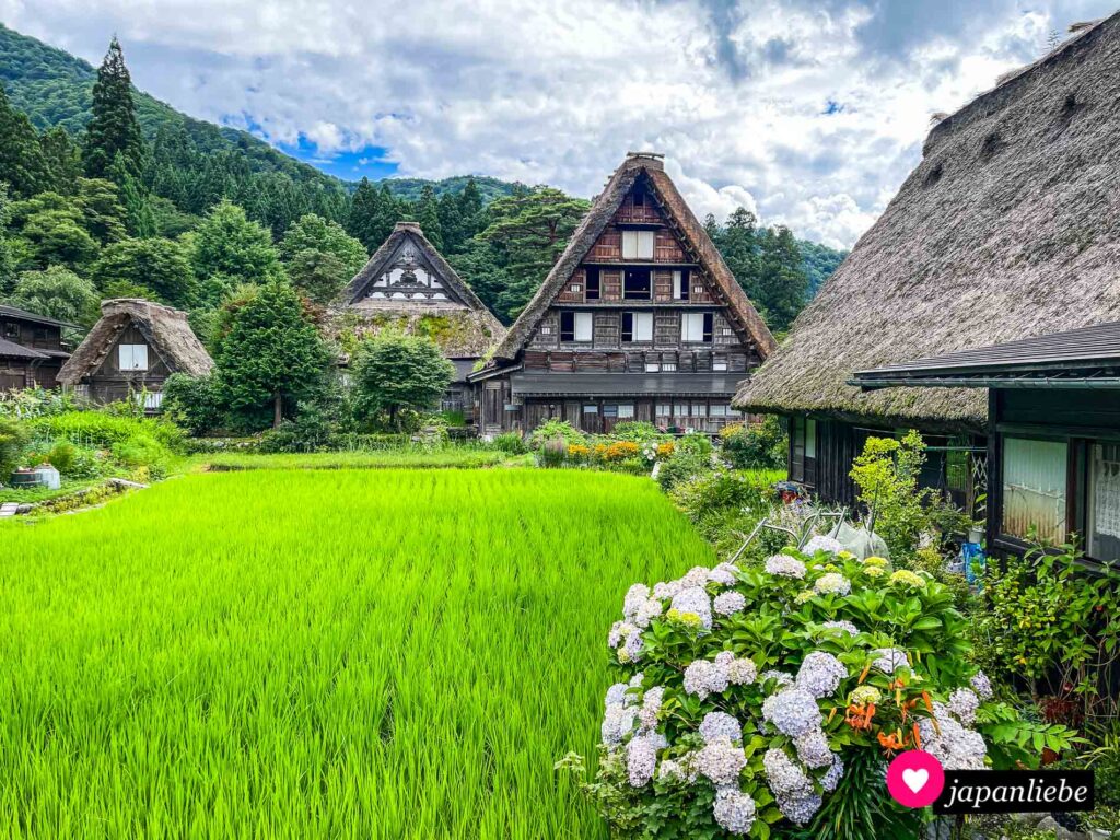 Grüne Reisefelder ziehen sich durchs Dorf, während alles, was blüht, Farbtupfer zaubert.