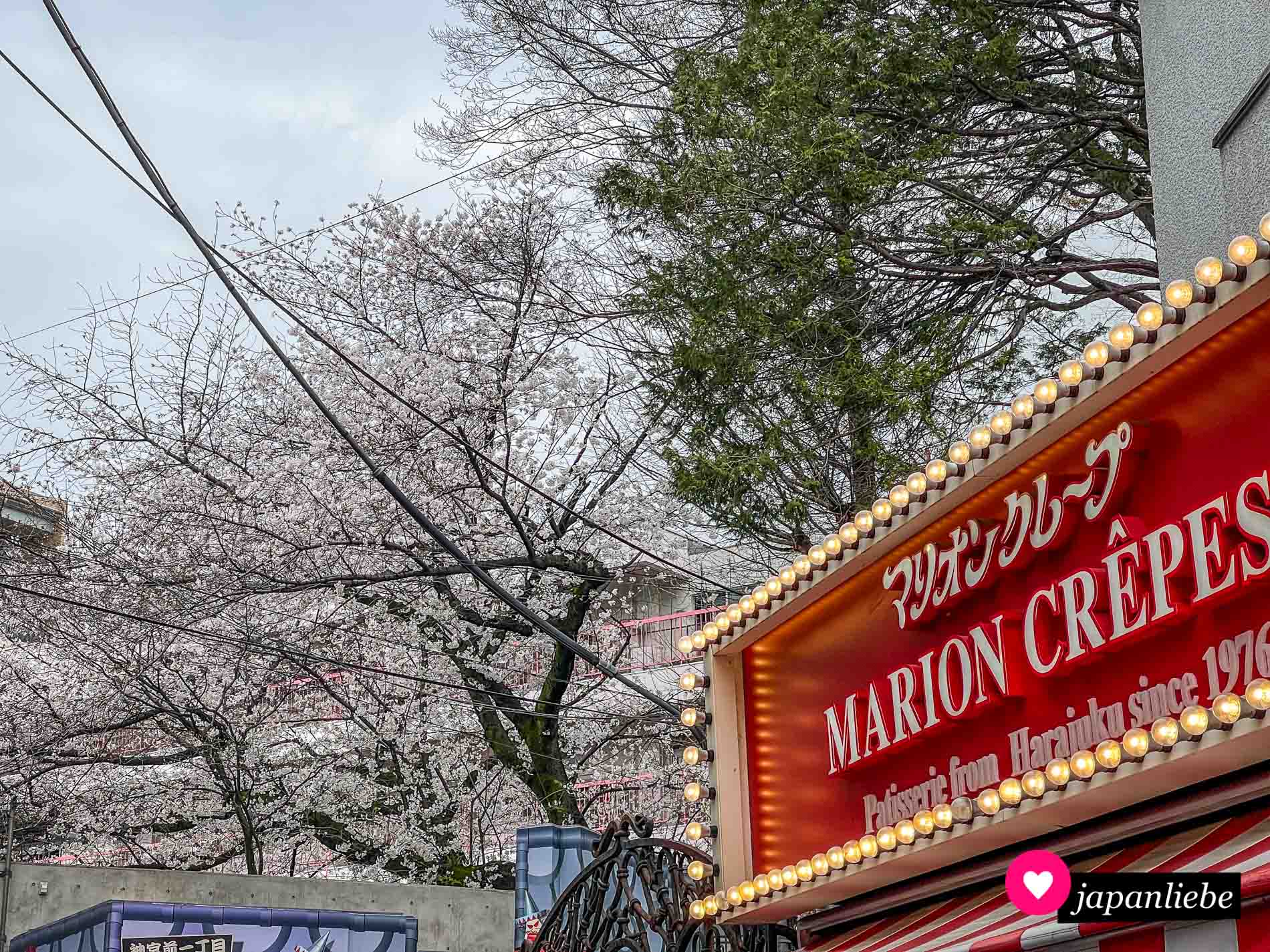 Der Klassiker: Marion Crêpes mit blühenden Sakura im Hintergrund.