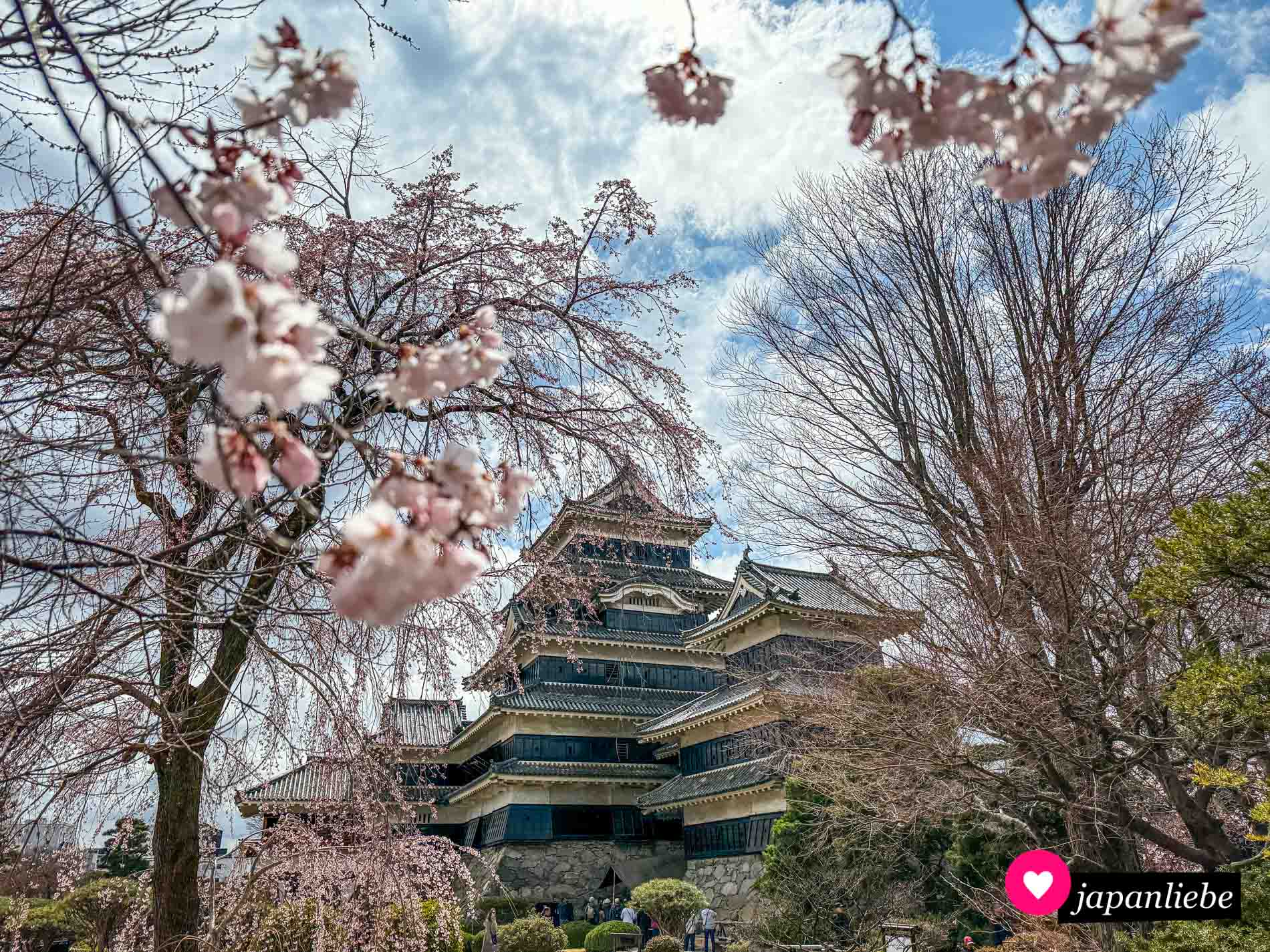 Anfang April lassen sich an der Burg von Matsumoto die ersten Kirschblüten sehen.